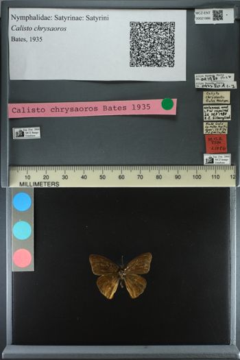 Media type: image;   Entomology 21986